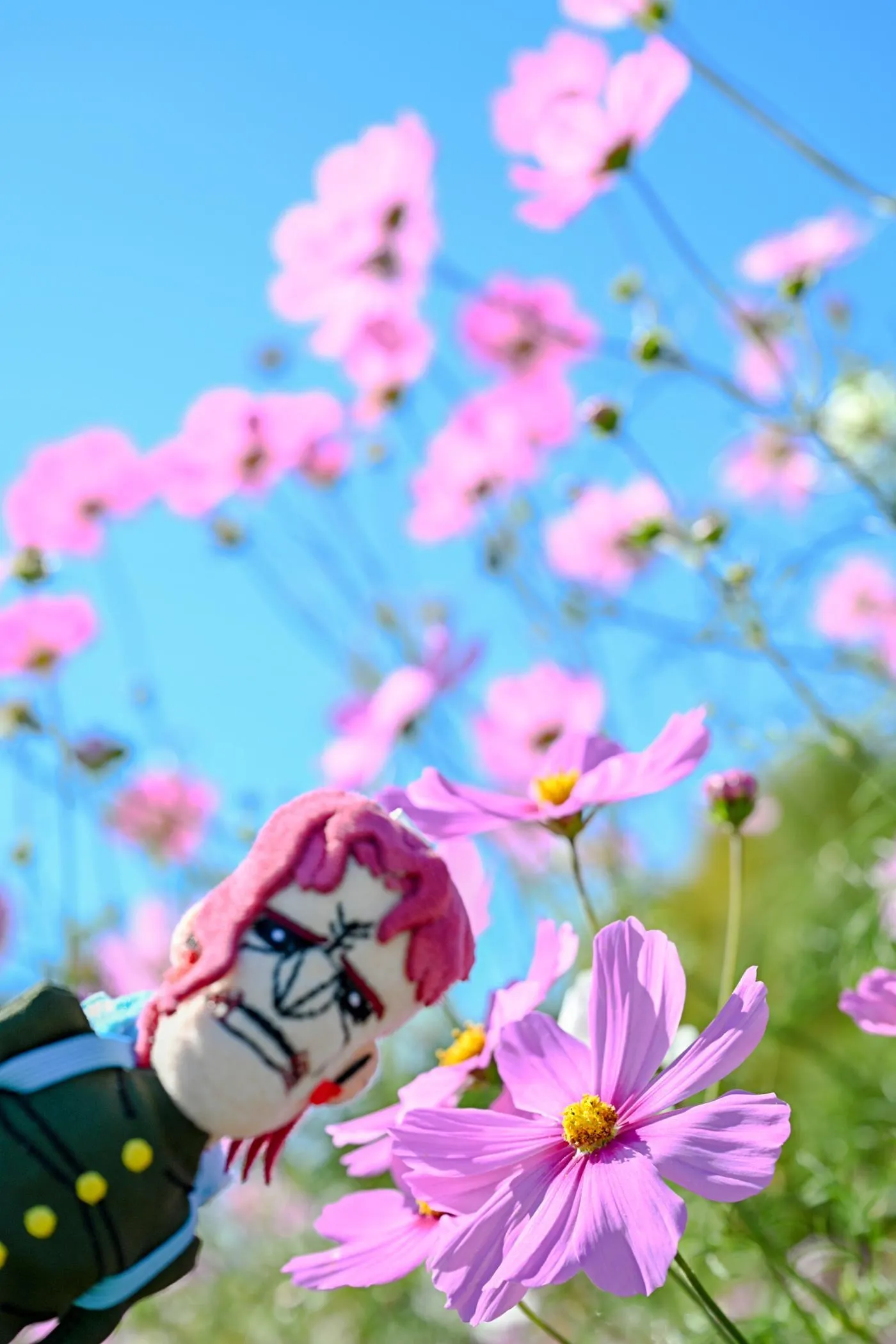 柳丸 – NO.13 [Fantia] 2022年10月写真合集(15期)-2022-10-27 黒革の柳丸とコスモス畑の思い出 [68P]插图2