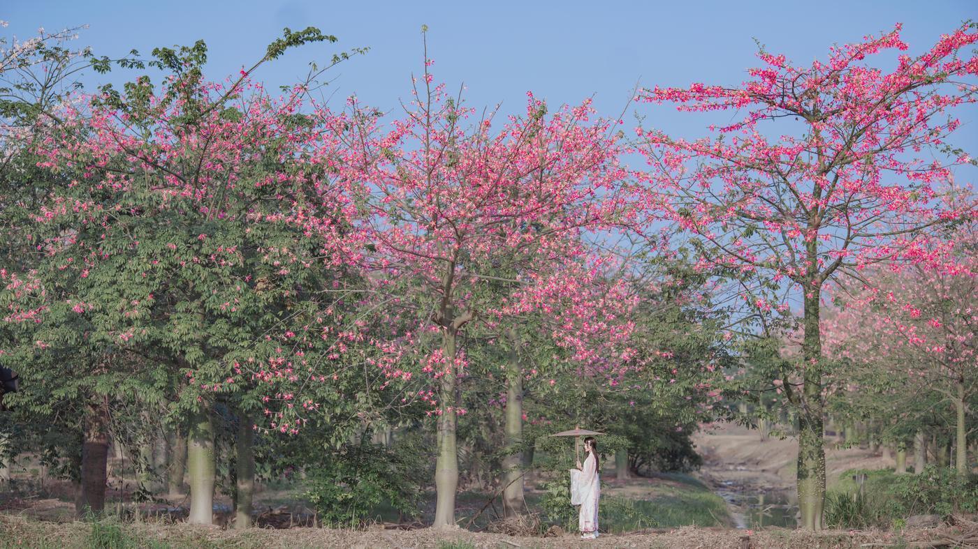 桜桃喵 – NO.100 温柔×4-桃花（15p [15P]插图