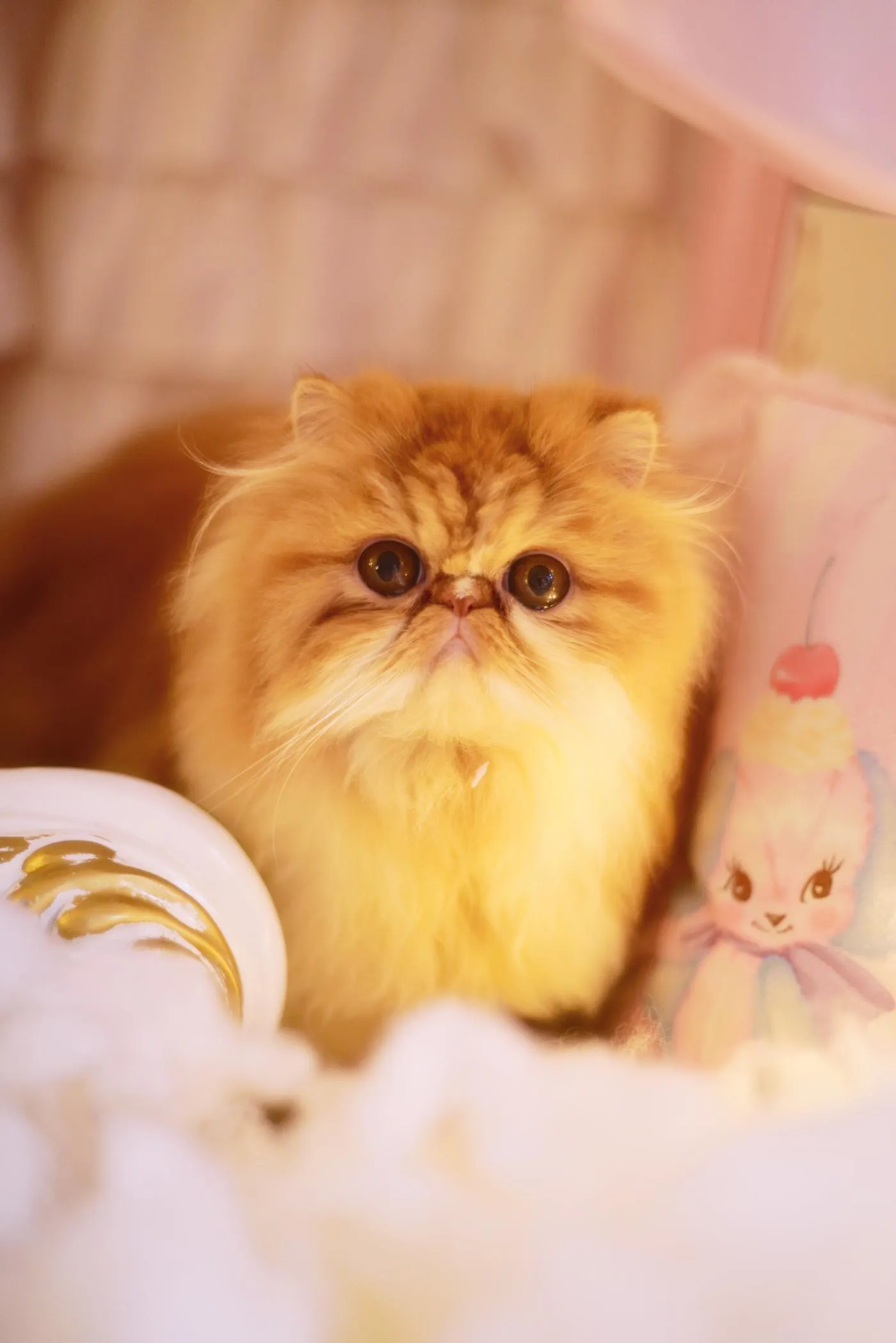 鳗鱼霏儿 – NO.18 猫 [20P]插图7