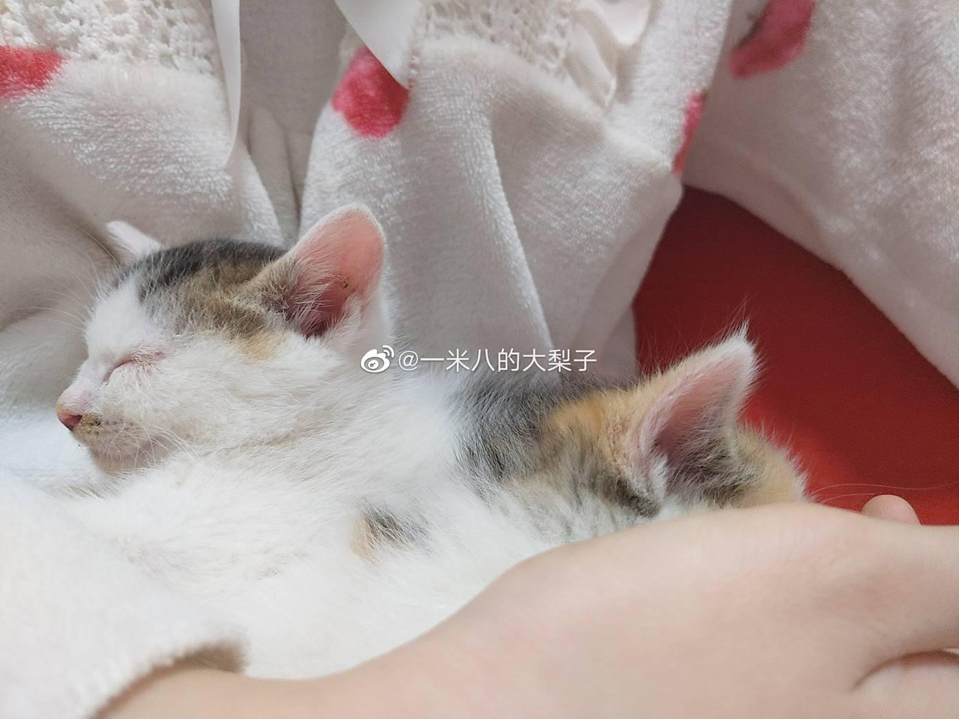 一米八的大梨子 – NO.02 微博配图 [4][133P]插图