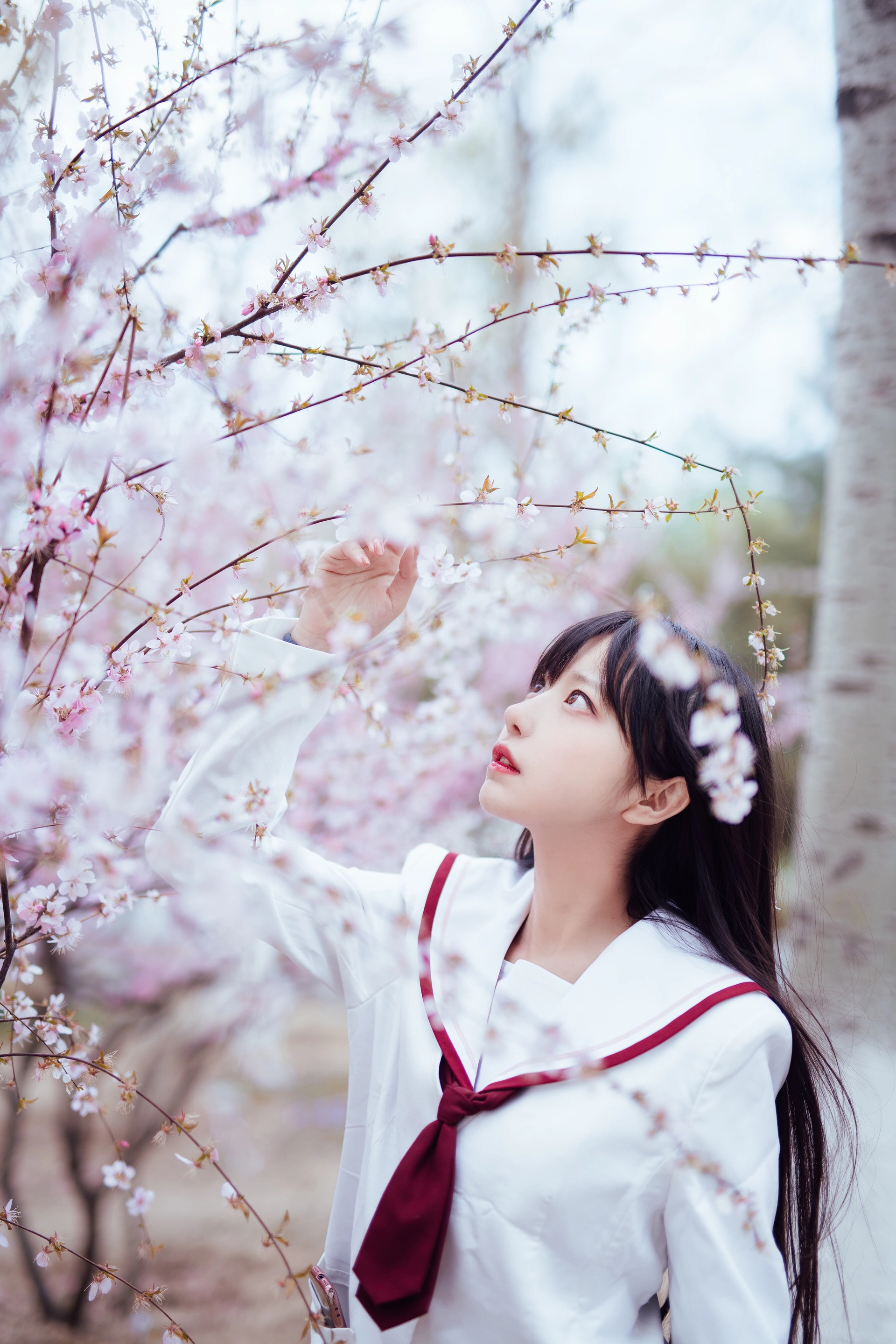 Shika小鹿鹿 - NO.47 樱花 1